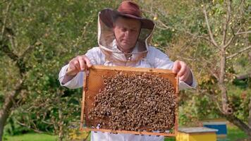 A man in a hat holding a frame with bees video