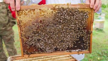 A beekeeper holds a frame of honeycomb video