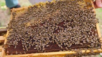 A beekeeper holds a frame of bees in his hand video