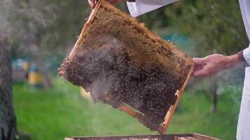 A beekeeper is holding a frame with honey video