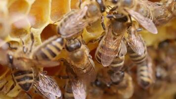 Bees on a honeycomb with a hive video