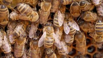 Bees are clustered together in a hive video