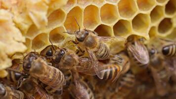 Bees are working on a honeycomb video