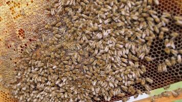 A bee hive with many bees on it video