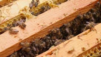 Bees are working on a wooden frame with honeycombs video