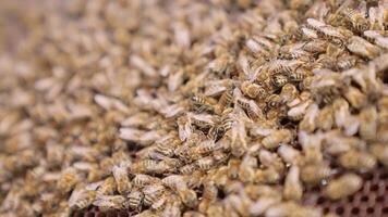 A close up of a swarm of bees on a hive video