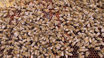 A bee hive with many bees on it video