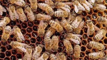 Bees are clustered together on a honeycomb video
