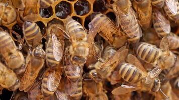Bees are clustered together in a hive video
