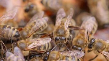 Bees are gathered together in a hive video