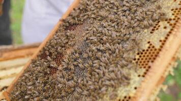A beekeeper is holding a frame with bees video