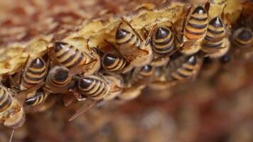 Bees are clustered together on a honeycomb video