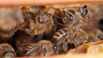 Bees in a hive, with the queen bee in the center video