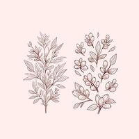 Botanical illustration. Elegant line art illustration of botanical branches with goji berries and leaves. For invitation save the date card, nature designs and decorative art. Set of berries. vector
