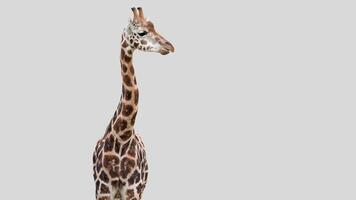 Isolated giraffe close-up portrait clipart with no background distractions on a white background photo