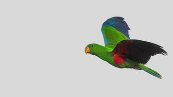 Colorful parrot isolated on white transparent background. Green bird cutout on empty screen photo