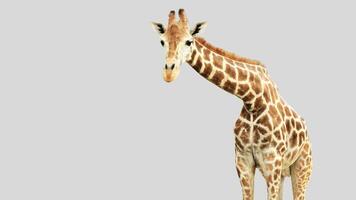 Isolated giraffe clipart with no background distractions on a white background photo