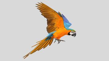 Colorful parrot flying isolated on white transparent background. Macaw bird cutout on empty screen photo