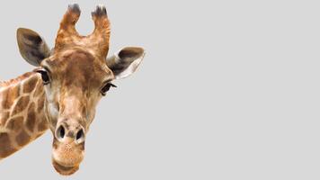 Isolated giraffe close-up portrait clipart with no background distractions on a white background photo