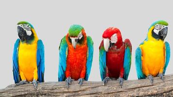 Colorful parrot isolated on white transparent background. Macaw bird cutout on empty screen photo