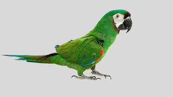 Colorful parrot isolated on white transparent background. Macaw bird cutout on empty screen photo