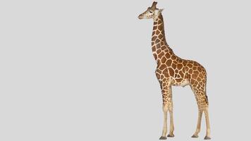 Isolated giraffe clipart with no background distractions on a white background photo