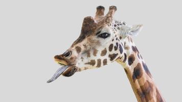 Isolated giraffe close-up portrait clipart with no background distractions on a white background photo