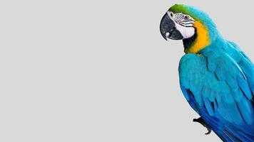Colorful parrot isolated on white transparent background. Macaw bird cutout on empty screen photo