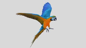 Colorful parrot flying isolated on white transparent background. Macaw bird cutout on empty screen photo