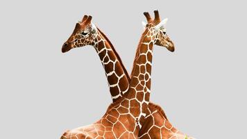 Isolated giraffe close-up portrait clipart with no background distractions on a white background photo