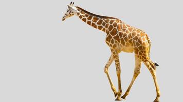 Isolated giraffe clipart with no background distractions on a white background photo