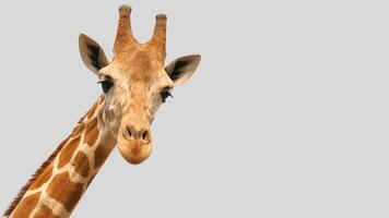 Isolated giraffe close-up portrait clipart with no background distractions on a white background photo