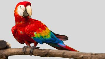 Colorful parrot isolated on white transparent background. Macaw bird cutout on empty screen photo
