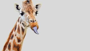 Isolated giraffe close-up portrait clipart with no background distractions on a white background photo