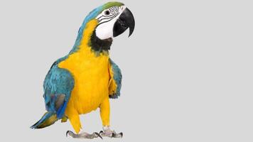 Colorful parrot isolated on white transparent background. Macaw bird cutout on empty screen photo