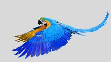 Colorful parrot flying isolated on white transparent background. Macaw bird cutout on empty screen photo