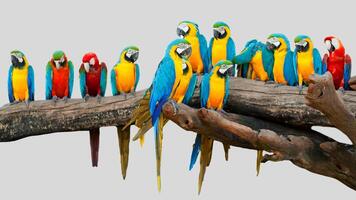 Colorful parrot isolated on white transparent background. Macaw bird cutout on empty screen photo