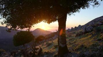 The sun sets behind a tree on a mountain video