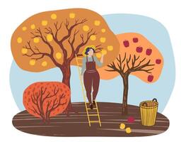 woman picking yellow apples from a tree, with a basket on the ground nearby. The scene has a simple, warm, and autumnal vibe, ideal for themes related to harvest, nature, and rural life. vector