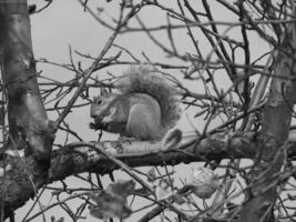 Squirrel close view background. Cute little squirrel in its natural habitat. Black and white monochrome grayscale photo