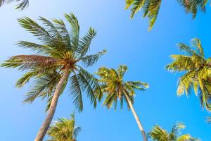 A view up from the ground to the top of palm trees photo