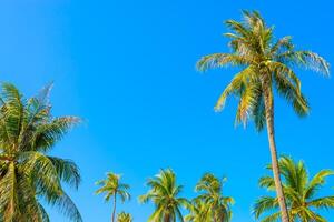 A group of palm trees in a field with a blue sky photo