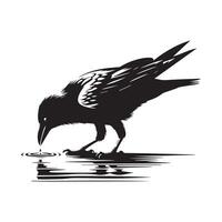 black raven drinking water from a puddle vector