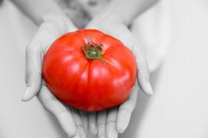 Tomato in hand for high lycopene nutrition vitamin good vegetable food for health photo
