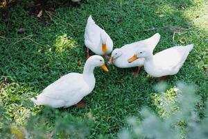 group of call ducks pet in the garden, cute duck aquatic birds on green grass field top view photo