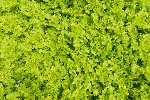 Green Lettuce or Salad patta in hydroponic farm, fresh clean healthy organic food plant nursery in green house agriculture business. photo