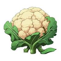 Fresh organic vegetable cauliflower icon isolated vector