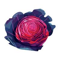 red cabbage vegetable food icon isolated vector