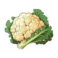Fresh vegetable cauliflower, healthy meal for dieting icon isolated vector