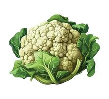 Fresh cauliflower vegetables, ripe for healthy eating icon isolated vector